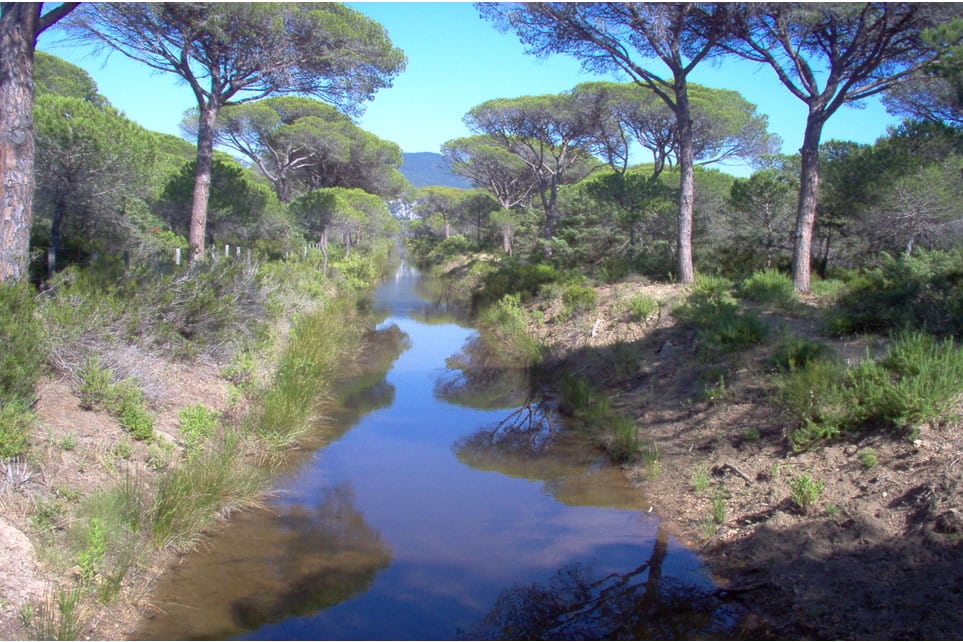 Due nidi di Fratino nel Parco a Marina di Vecchiano e a Torre del Lago