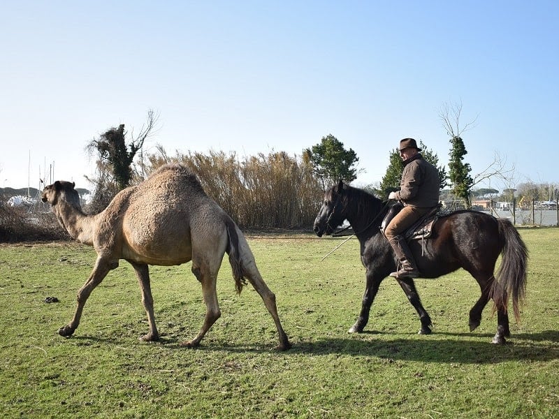 Il Parco in tv. Su ‘Rai 1’ l’Oasi Lipu di Massaciuccoli e i cavalli di San Rossore