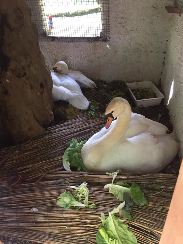 Nuove vite al laghetto dei cigni: nati Tina e Burlamacco, si attende Ondina