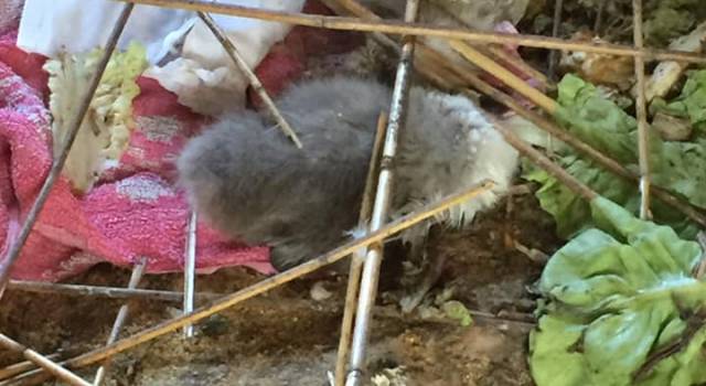 Crolla la passerella: morti Tina e Burlamacco, i due cigni appena nati