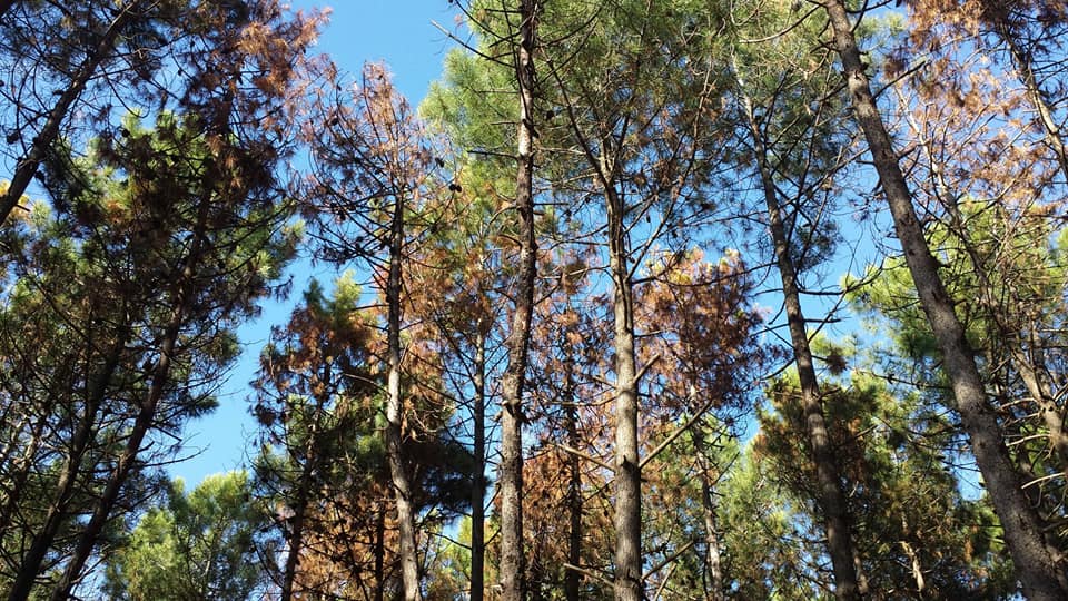 Parco sempre più accessibile: da oggi, 18 maggio, la Tenuta di San Rossore è raggiungibile con i mezzi privati