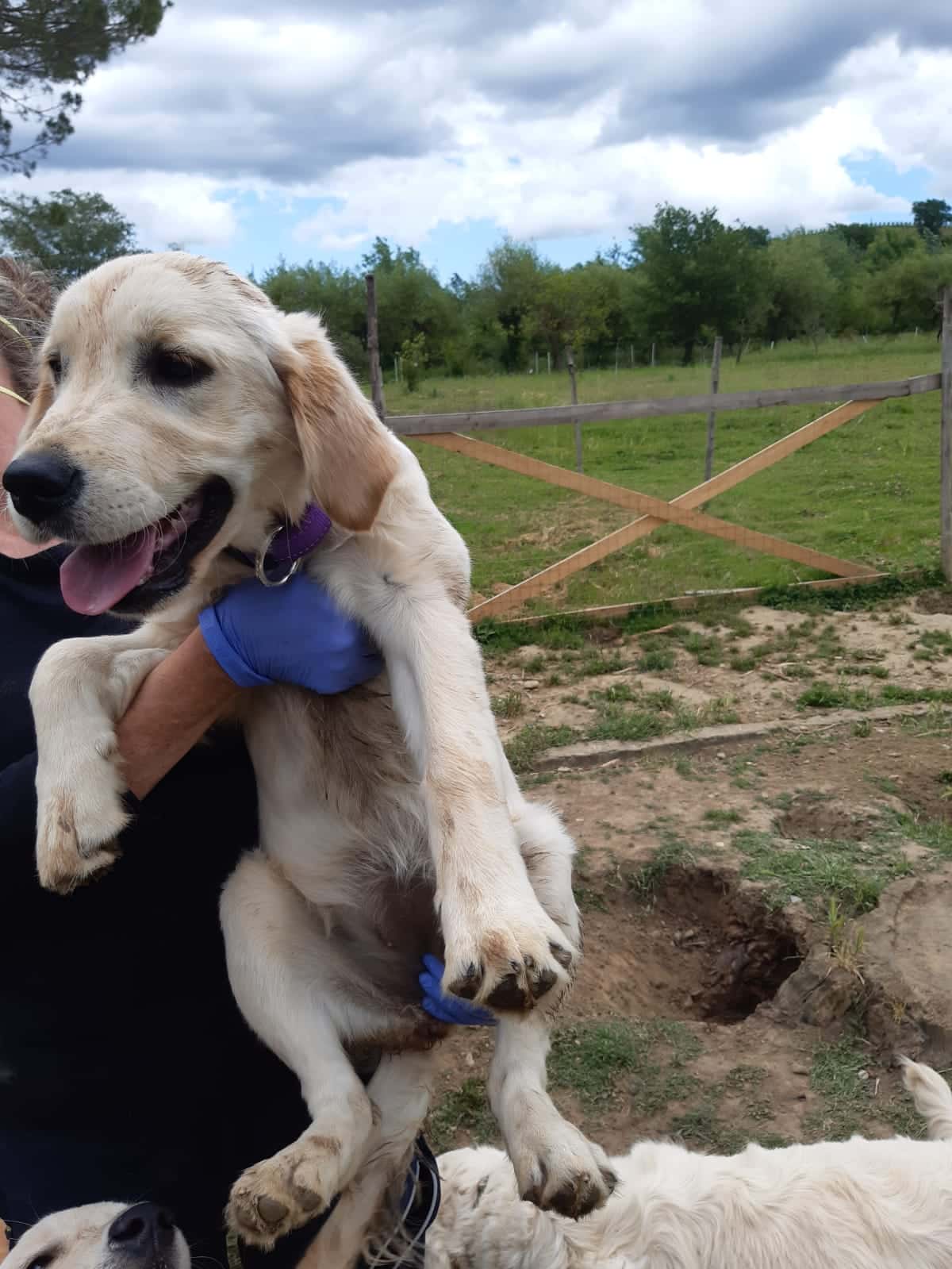 Calci al ventre del cucciolo di Golden Retriver, il piccolo preso ripetutamente per la coda: cane affidato dai Forestali a un rifugio