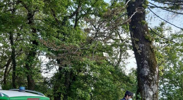 Pensionato denunciato per aver avvelenato una trentina di alberi per provocarne il disseccamento