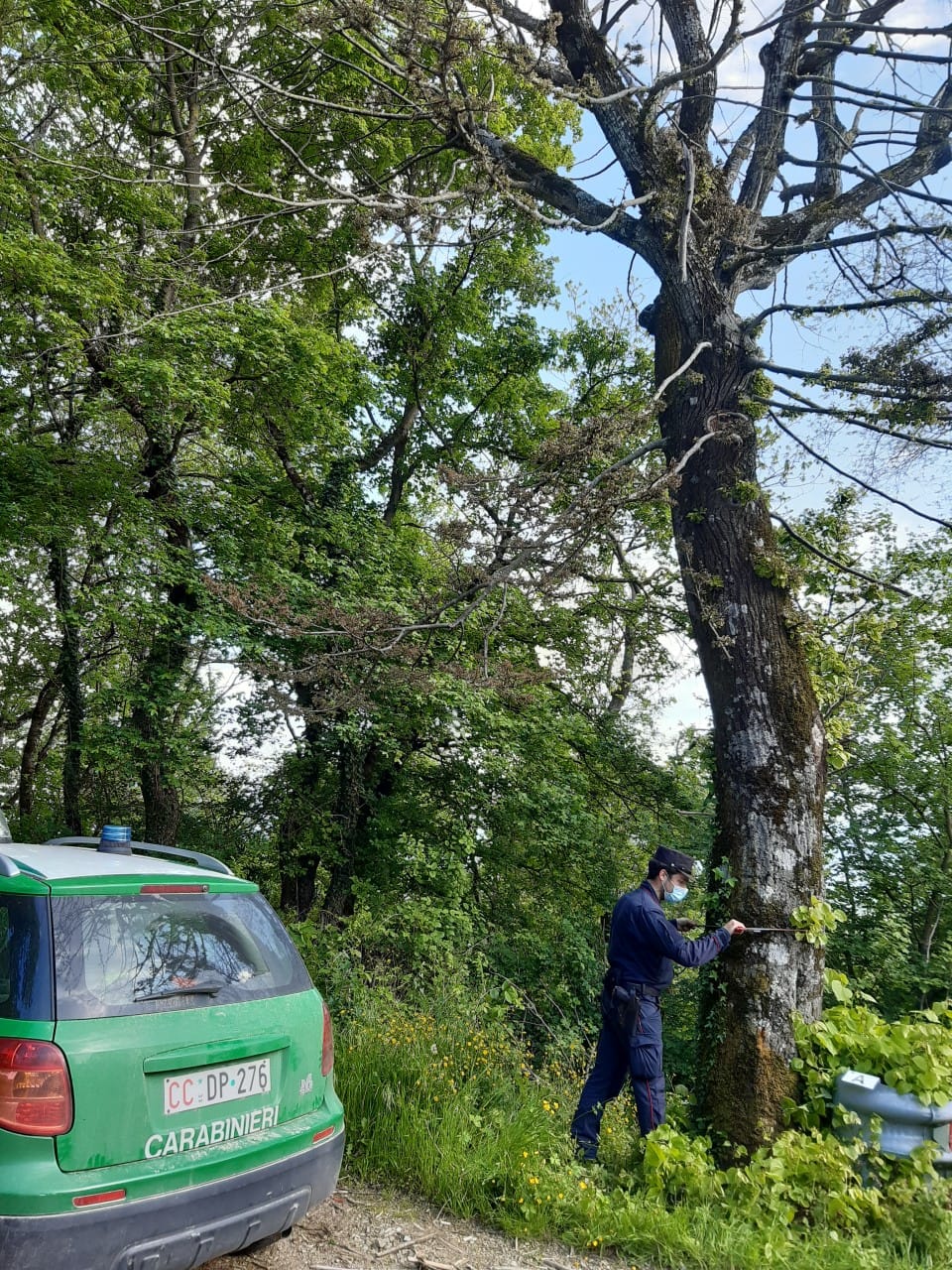 Pensionato denunciato per aver avvelenato una trentina di alberi per provocarne il disseccamento