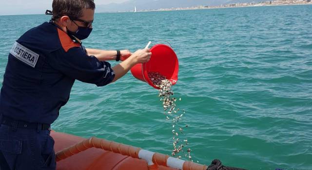 Sequestrati 10 chili di arselle, un cittadino chiama la Capitaneria per segnalare pescatori &#8220;abusivi&#8221;