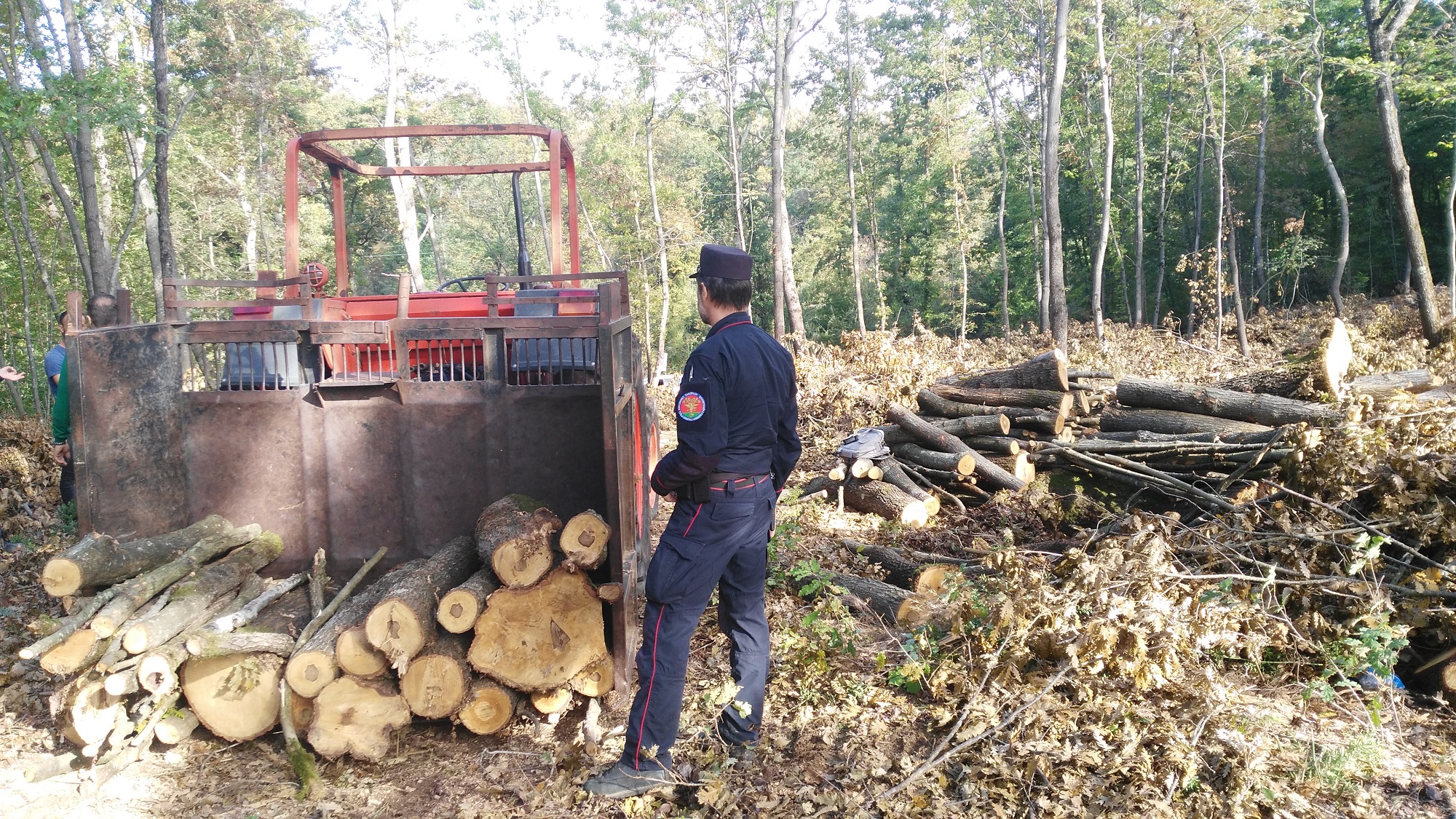 Taglio boschivo, i Forestali contestano illeciti