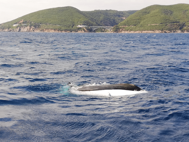 Si rovescia un natante, 4 persone soccorse dalla Capitaneria di Porto