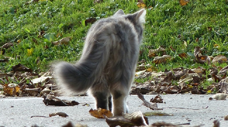 Lyssavirus e gatto morto: ordinanza del sindaco sui felini