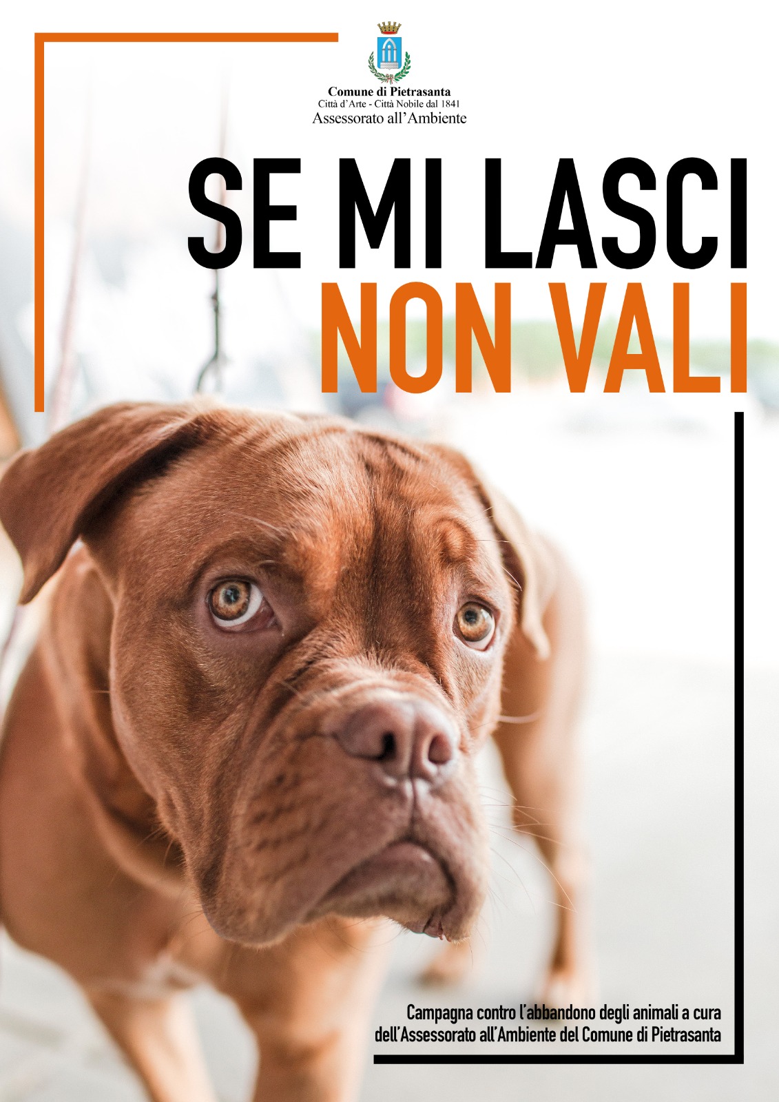 Animali: “Se mi lasci non vali”, campagna del comune di Pietrasanta contro gli abbandoni. Spiagge e strutture sono pet-friendly: chi abbandona non è benvenuto