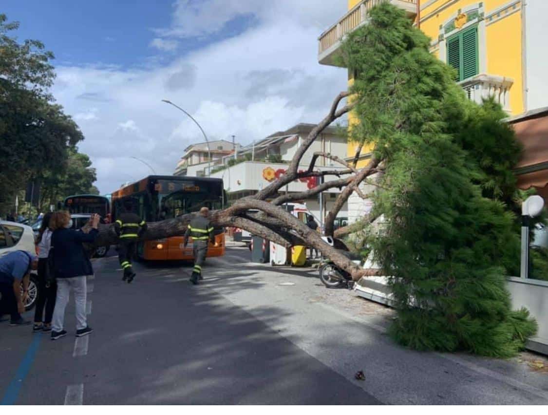 Maltempo, albero si abbatte sulla gelateria Nilo’s