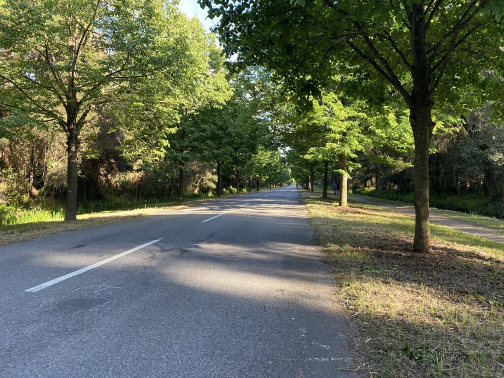 Viale dei Tigli