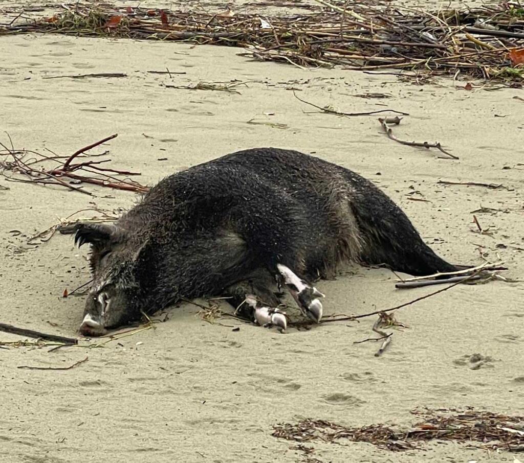 cinghiale morto spiaggia