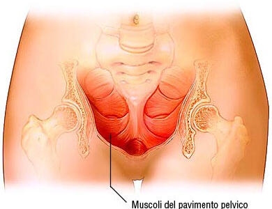 Incontri sul tema del pavimento pelvico al Centro Medico Specialistico Versilia