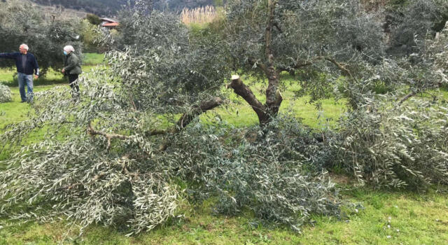 Vandalismo su piante di olivo, la condanna dell&#8217;amministrazione comunale