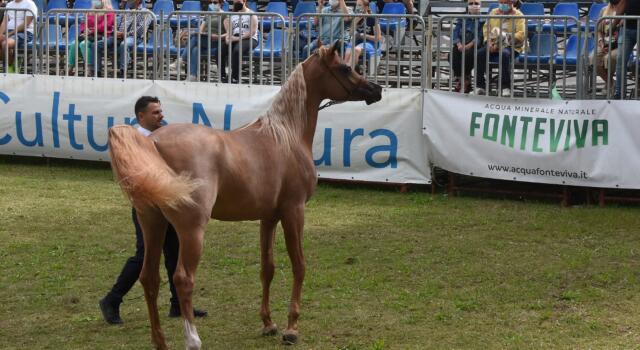L&#8217;Arte del Cavallo coglie ancora nel segno, grande successo in Versiliana per la manifestazione equestre