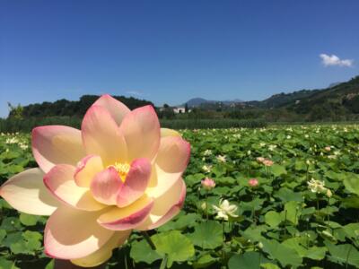 Si inaugura a Massarosa “La Via delle Erbe e dei Fiori”