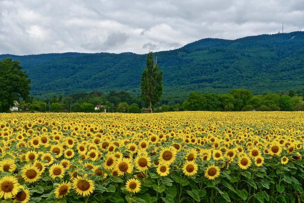 girasoli la via delle erbe e dei fiori