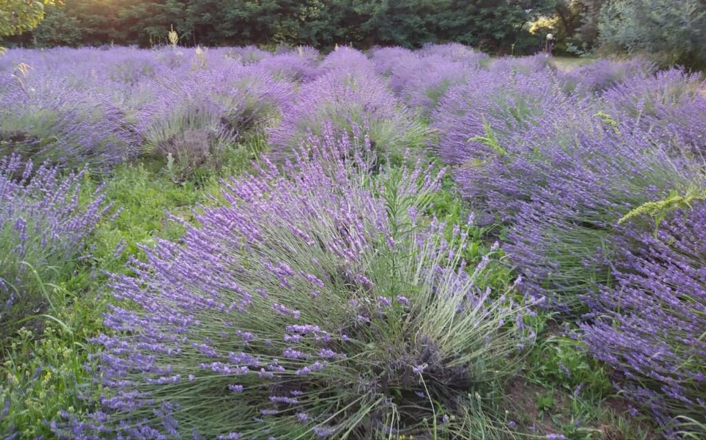 lavanda di massarosa 10