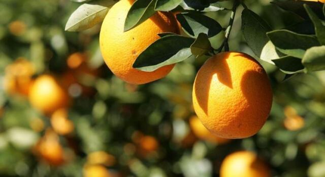 Pietrasanta si trasforma ne “L’Agrumeta” con la mostra-novità del limone cedrato e gli antichi cultivar
