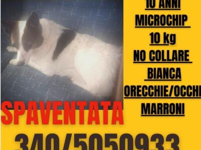 Smarrito cane a Marina di Pietrasanta il giorno 2 settembre