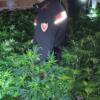327 piante di marijuana nel capannone