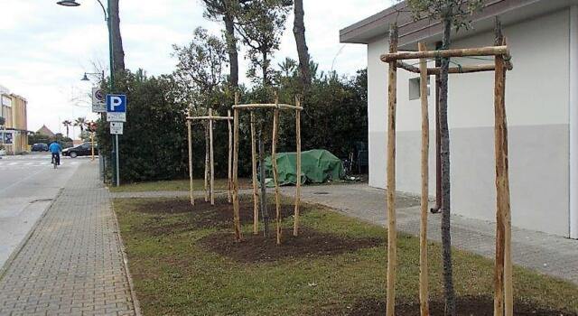 Forte dei Marmi sempre più green: ecco altri alberi in arrivo