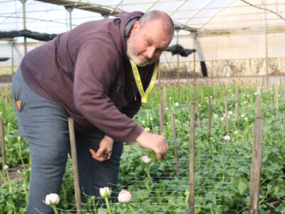 Niente fiori per San Valentino? Con caro gasolio fioritura in ritardo in Versilia