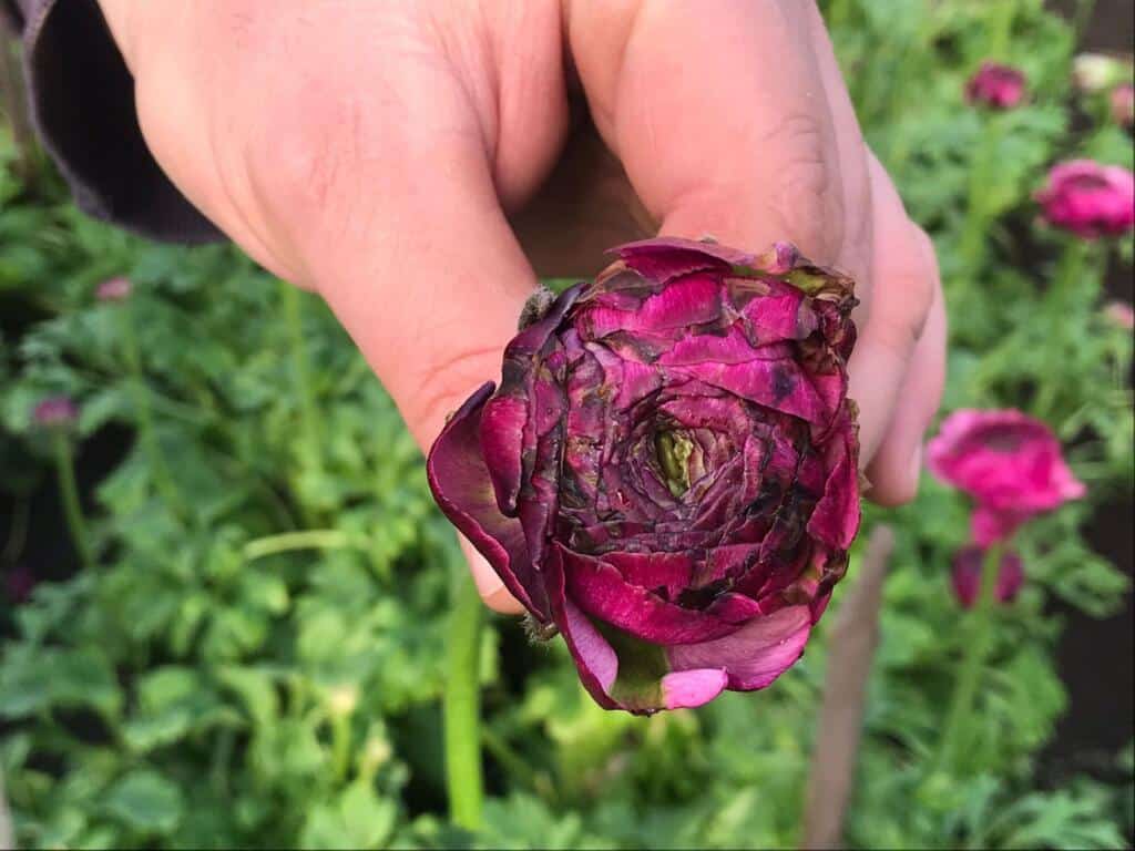 Foto ranuncolo danneggiato dal freddo serre fiori