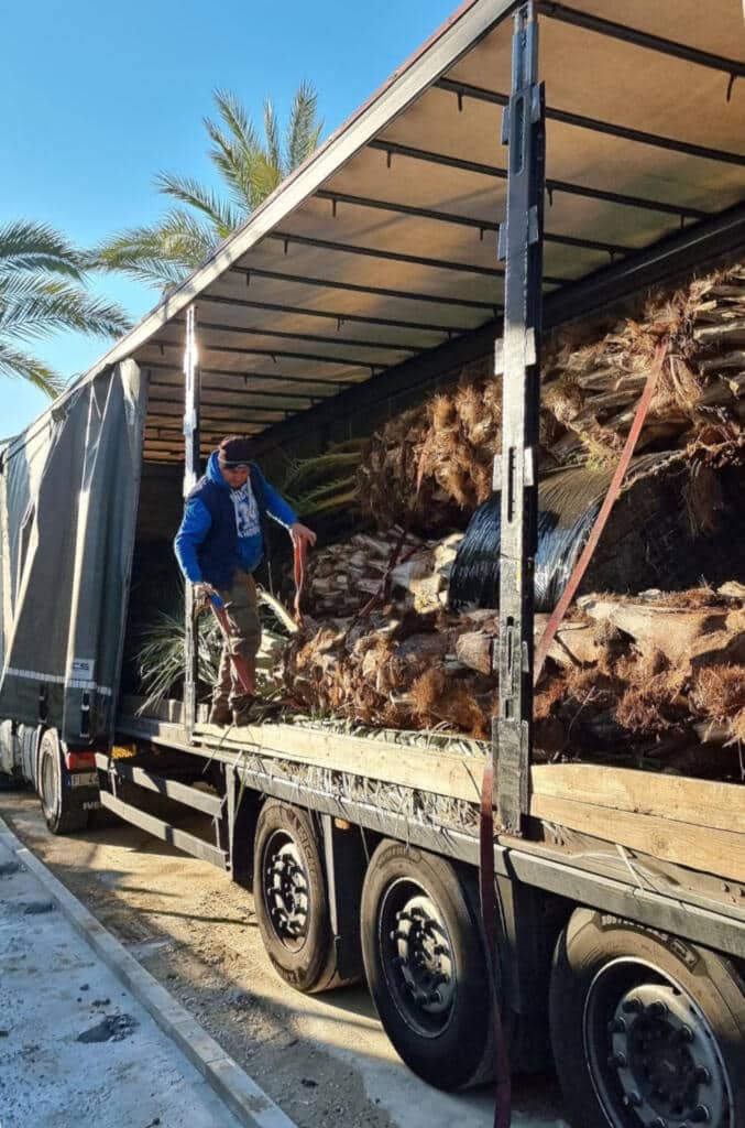palme sul tir 1