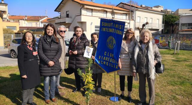 8 marzo, Soroptimist pianta 8 mimose in Versilia