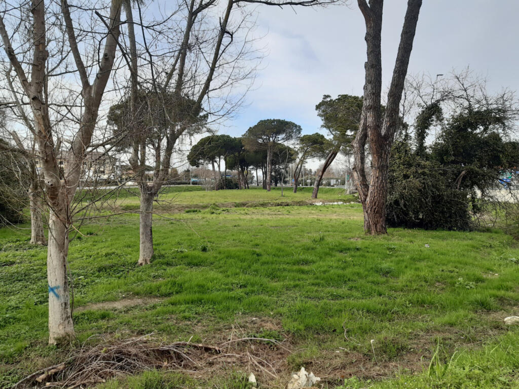 area oliva 2