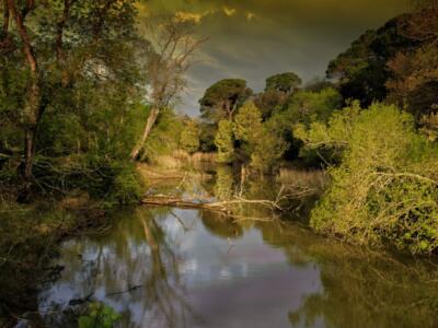 “La foresta incantata”: escursione nel parco di Migliarino San Rossore
