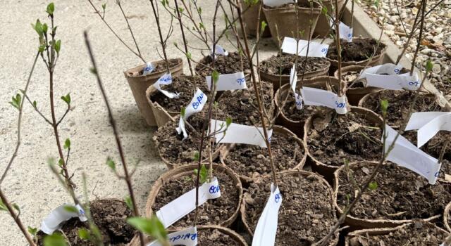 Piantati 105 nuovi alberi nelle sedi del Consorzio