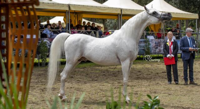 In Versiliana torna “L’Arte del Cavallo”  