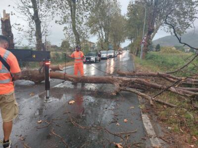 Maltempo: Forte dei Marmi registra alberi caduti o pericolanti estesi su tutto il territorio comunale