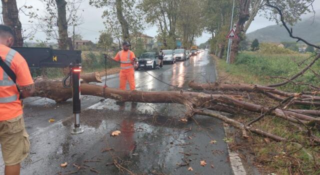 Maltempo: Forte dei Marmi registra alberi caduti o pericolanti estesi su tutto il territorio comunale