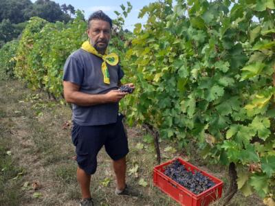 Coldiretti Lucca e Vigneto Toscana: “la Versilia è la prima a vendemmiare”
