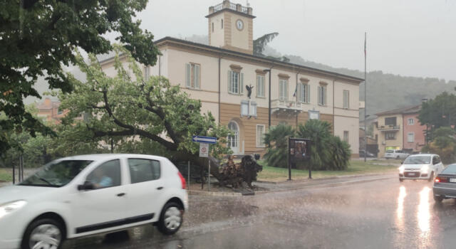 Maltempo, paura per il crollo dell&#8217;albero accanto al municipio. Danni in tutta la Versilia