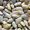 Escherichia coli in arselle, Asl declassa spiagge della Versilia