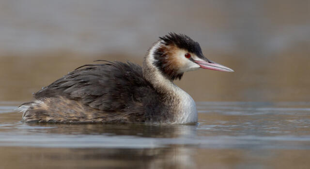 Oasi Lipu Massaciuccoli: domenica 11 dicembre mattinata di birdwatching invernale per i grandi e i più piccoli