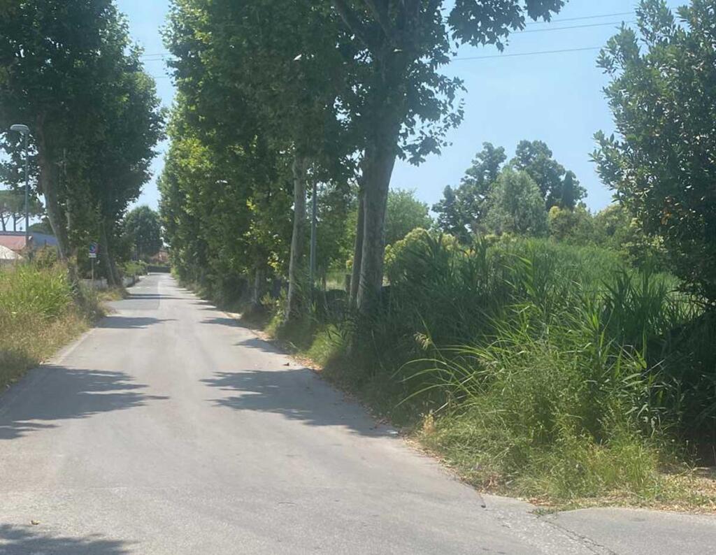 erba alta massarosa
