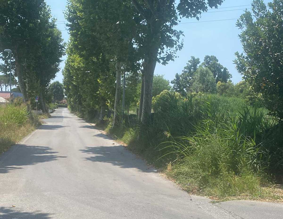 erba alta massarosa