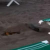 Tartaruga marina Caretta Caretta cerca un luogo per deporre le uova sulla spiaggia di Forte dei Marmi