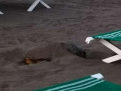 Tartaruga marina Caretta Caretta cerca un luogo per deporre le uova sulla spiaggia di Forte dei Marmi