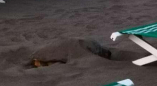 Tartaruga marina Caretta Caretta cerca un luogo per deporre le uova sulla spiaggia di Forte dei Marmi