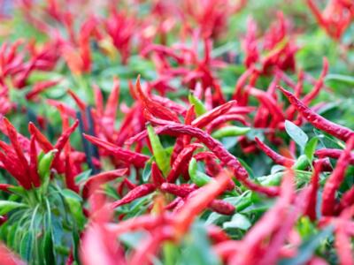 Torre del Lago, Carmazzi vola in Cina in occasione del 1° Chilli Industry Developement Forum