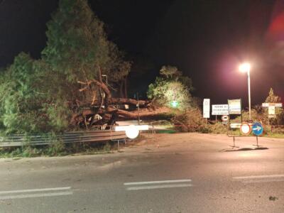 Cade grosso pino in via Cavour, rimosso in mattinata