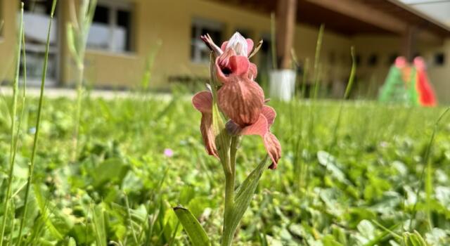Rara orchidea fiorisce nel giardino della scuola di Capezzano