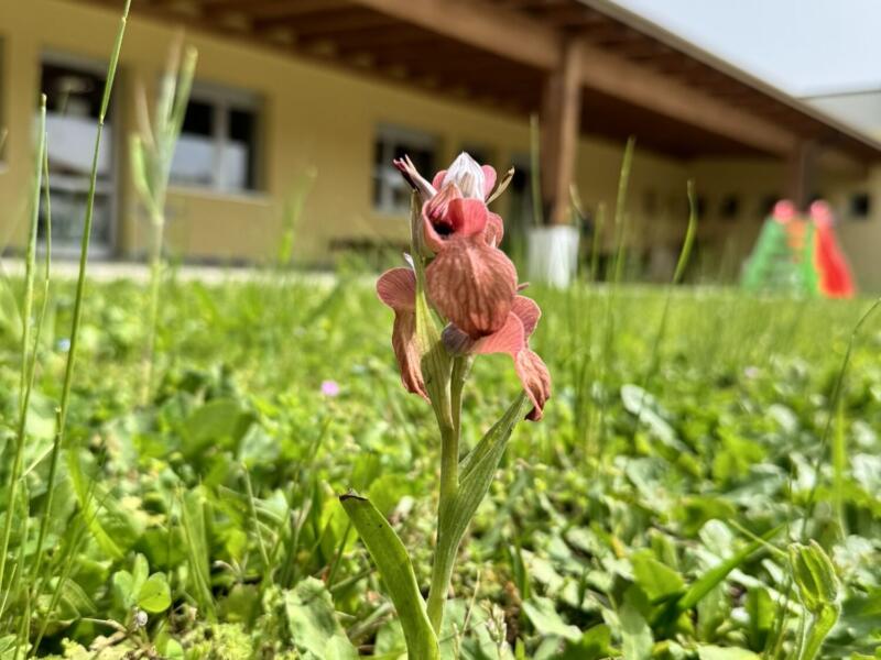 Rara orchidea fiorisce nel giardino della scuola di Capezzano