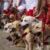 Nel week end 5 persone sottratte alle onde dai cani da salvataggio